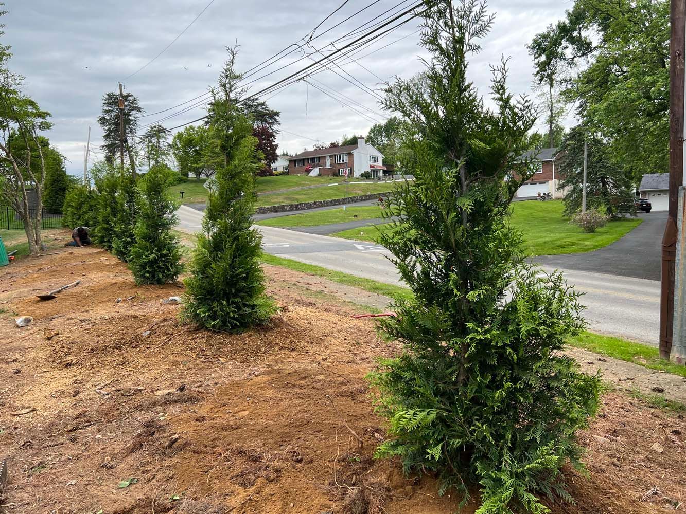 A row of young evergreen trees planted in mulch along a roadside, with residential houses in the background.