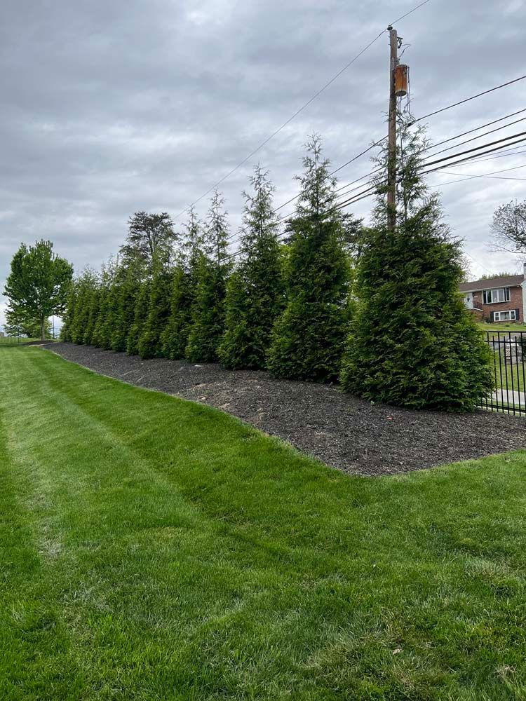 A row of tall evergreen trees planted in a mulched bed along a manicured lawn under a cloudy sky.