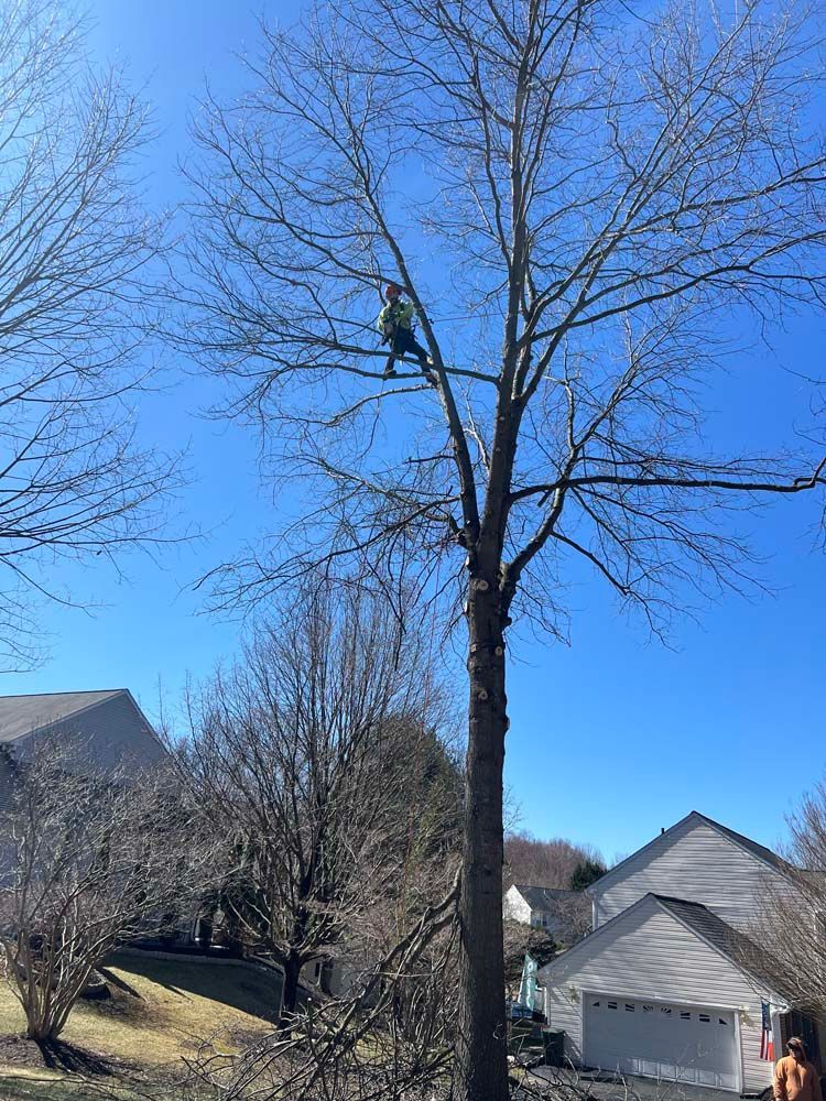 A person in a high-visibility vest climbs a tall, leafless tree in a residential yard on a sunny day.