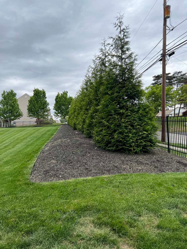 A row of green evergreen trees planted in a mulched garden bed next to a grass lawn and a metal fence under a cloudy sky.