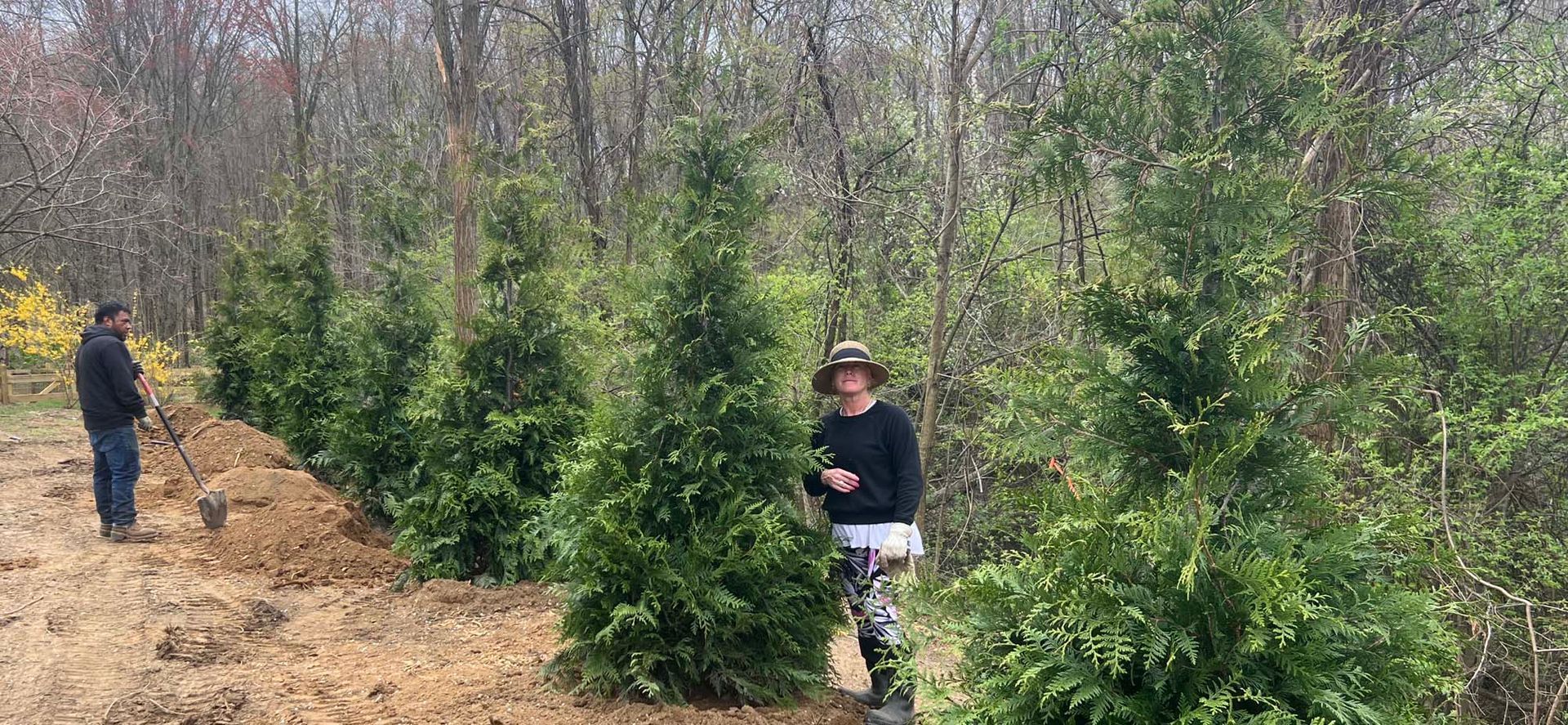 Two people plant a row of young evergreen trees along a dirt path bordering a forest.