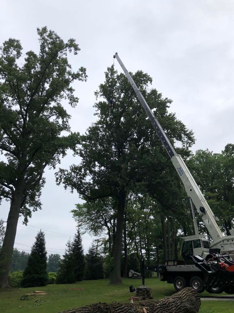 A crane with a long extended boom parked in a grassy yard next to large, tall trees with cut logs on the ground.