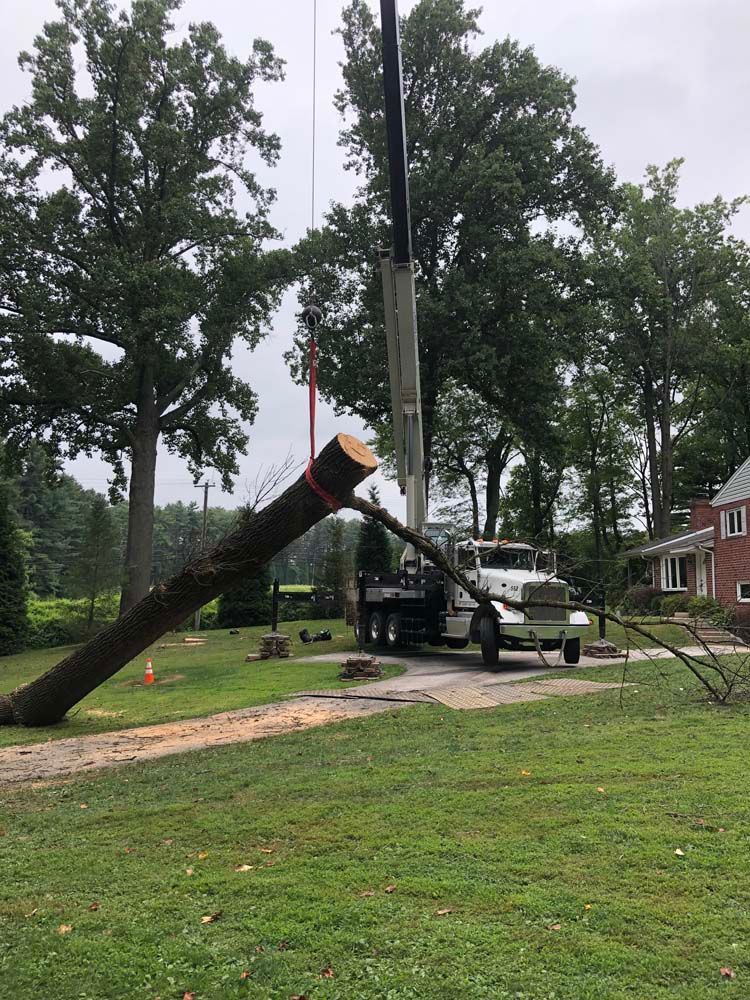 A white crane truck lifting a large tree trunk section from a residential yard with a house in the background.