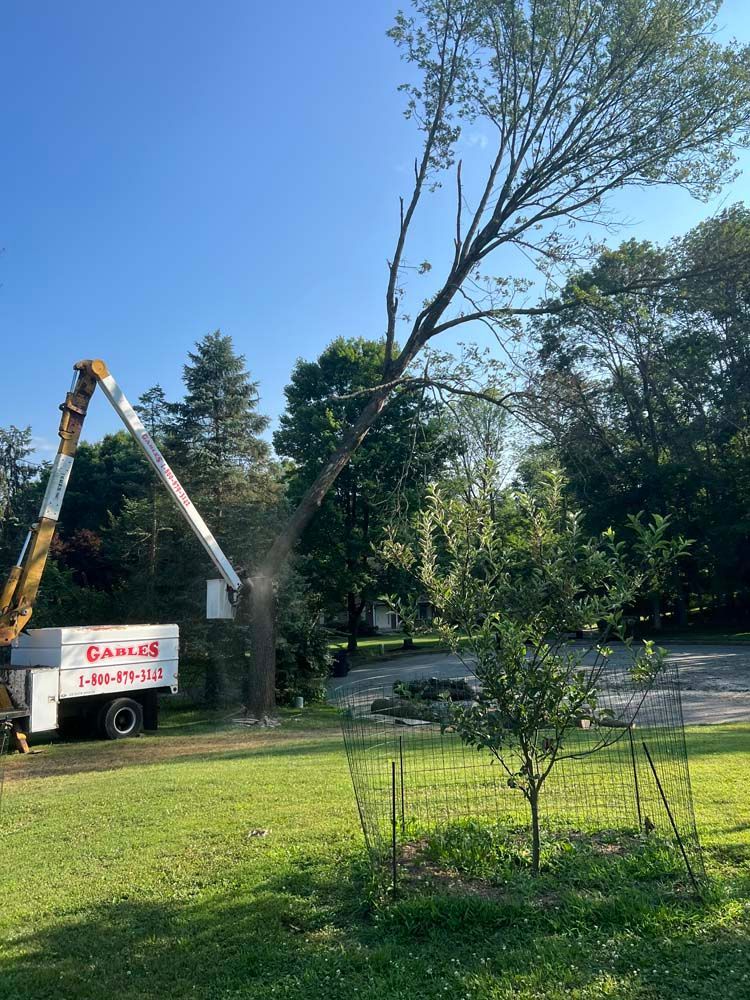 A bucket truck works on trimming a tall, slender tree in a grassy yard under a clear blue sky.