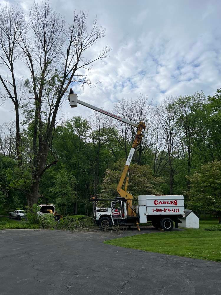 A worker in a bucket truck lifts to prune a tall, bare tree near a parking lot under a cloudy sky.