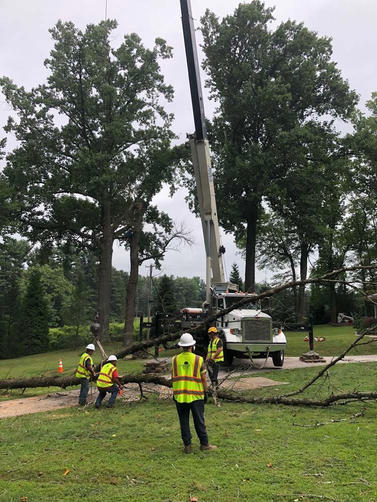 Workers in high-visibility vests use a crane to clear a fallen tree from a residential lawn.