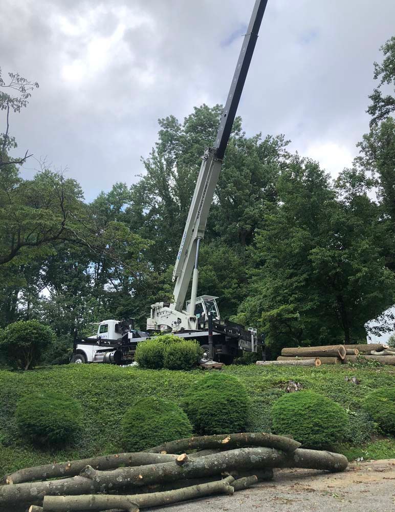 A large white crane is parked on a grassy hill next to cut tree logs, with a dense green forest in the background.