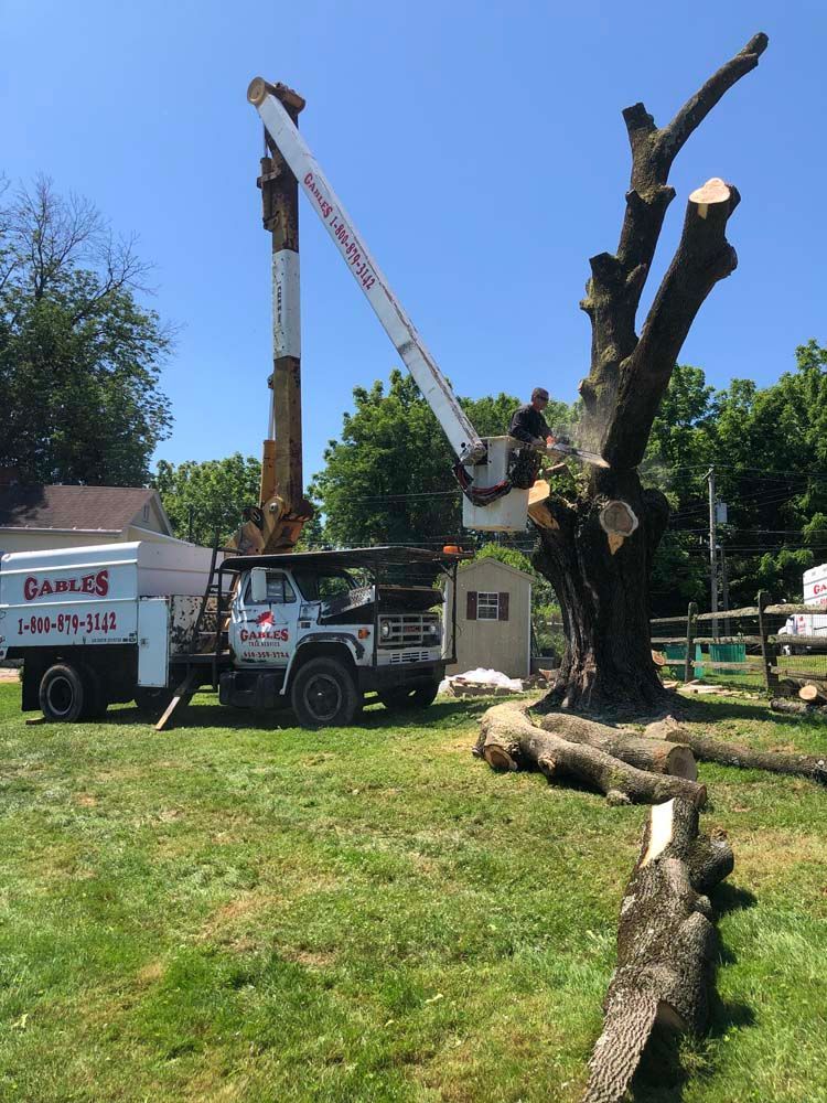 A person in a boom lift bucket cuts branches from a large tree with a truck nearby on a sunny, grassy day.
