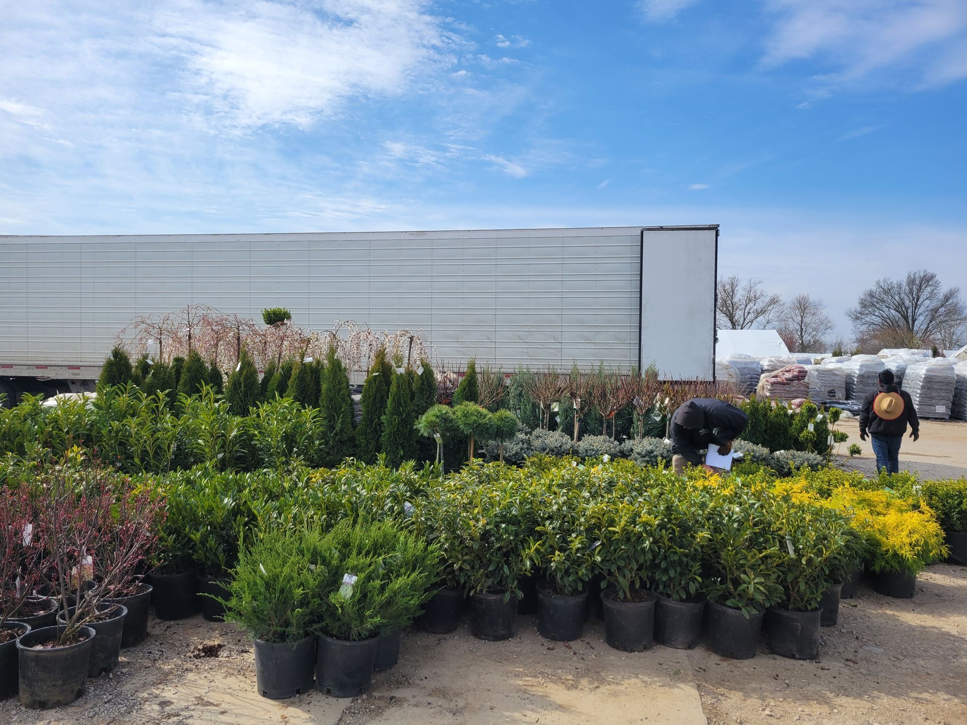Potted shrubs and yellow flowers displayed outdoors at a nursery under a blue sky