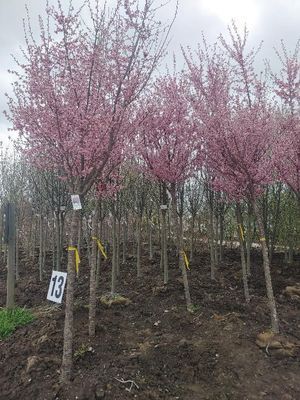 Rows of young pink-blossomed trees in a nursery, with a numbered sign in the foreground.