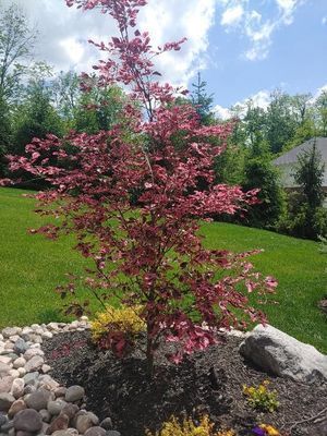 Small ornamental tree with pink leaves planted in a landscaped garden bed under a blue sky.