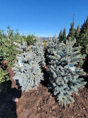 Rows of small blue spruce trees in a sunny nursery under a clear blue sky
