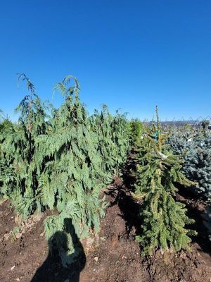 Evergreen shrubs in a sunny nursery field under a clear blue sky