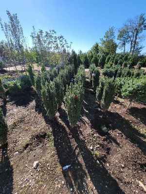 Rows of young evergreen shrubs in a sunny nursery field with long shadows and blue sky.