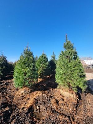 Three small evergreen trees planted on a dirt mound under a clear blue sky.
