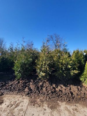 Dirt embankment with dense green shrubs and bare trees under a clear blue sky