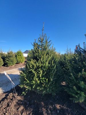 Small evergreen tree in a nursery field under a clear blue sky