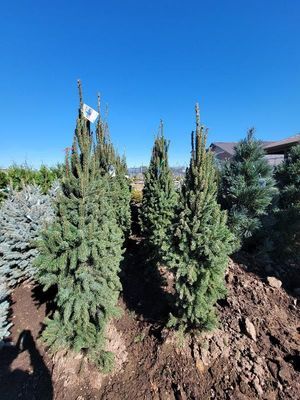 Young evergreen trees planted in a mound of soil under a bright blue sky