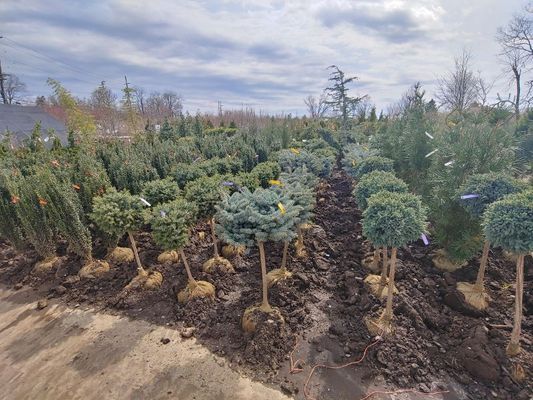 Rows of small evergreen shrubs in a muddy plant nursery under a cloudy sky