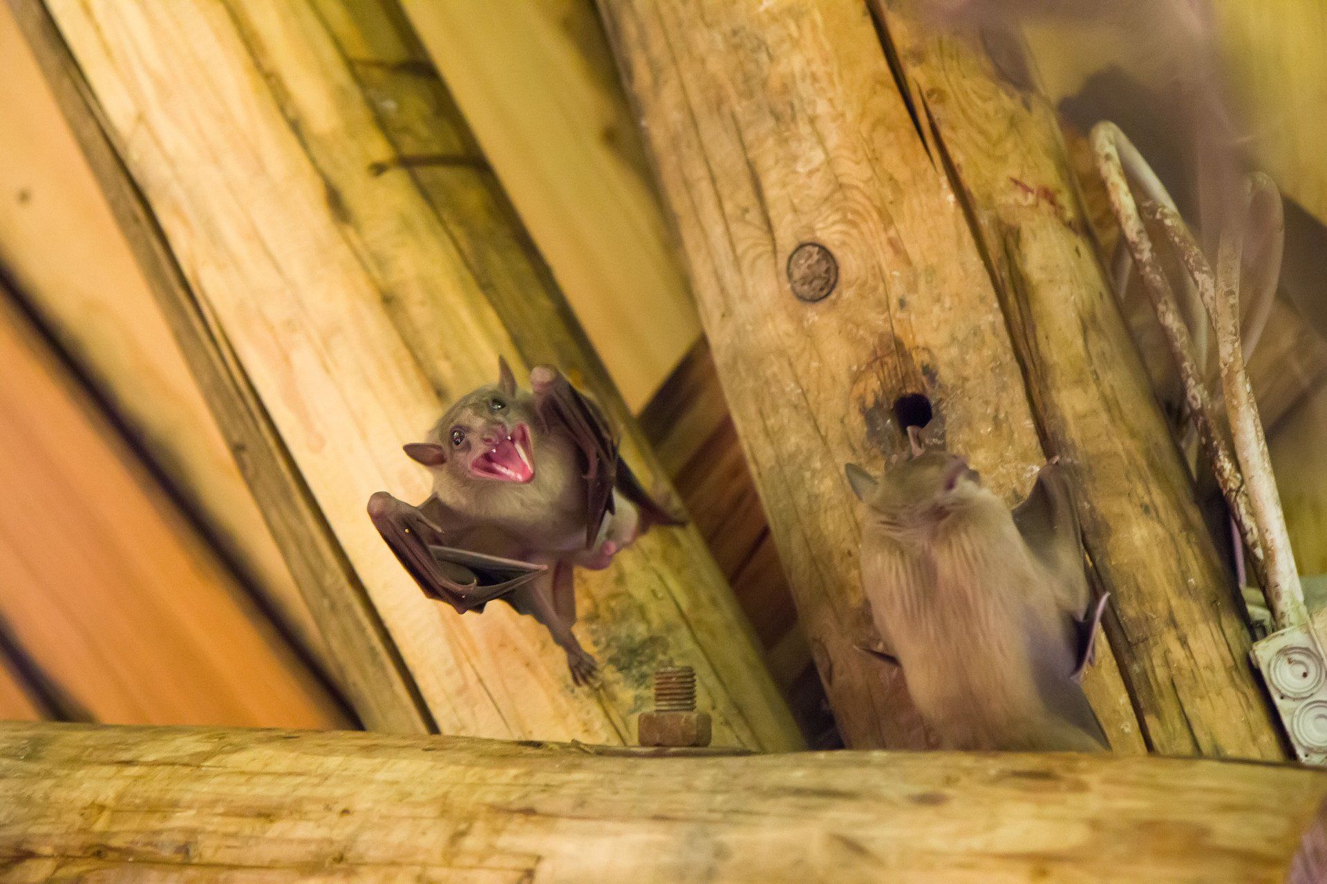 Bats roosting in a wooden structure, one with mouth open, wings spread; brown and tan hues.