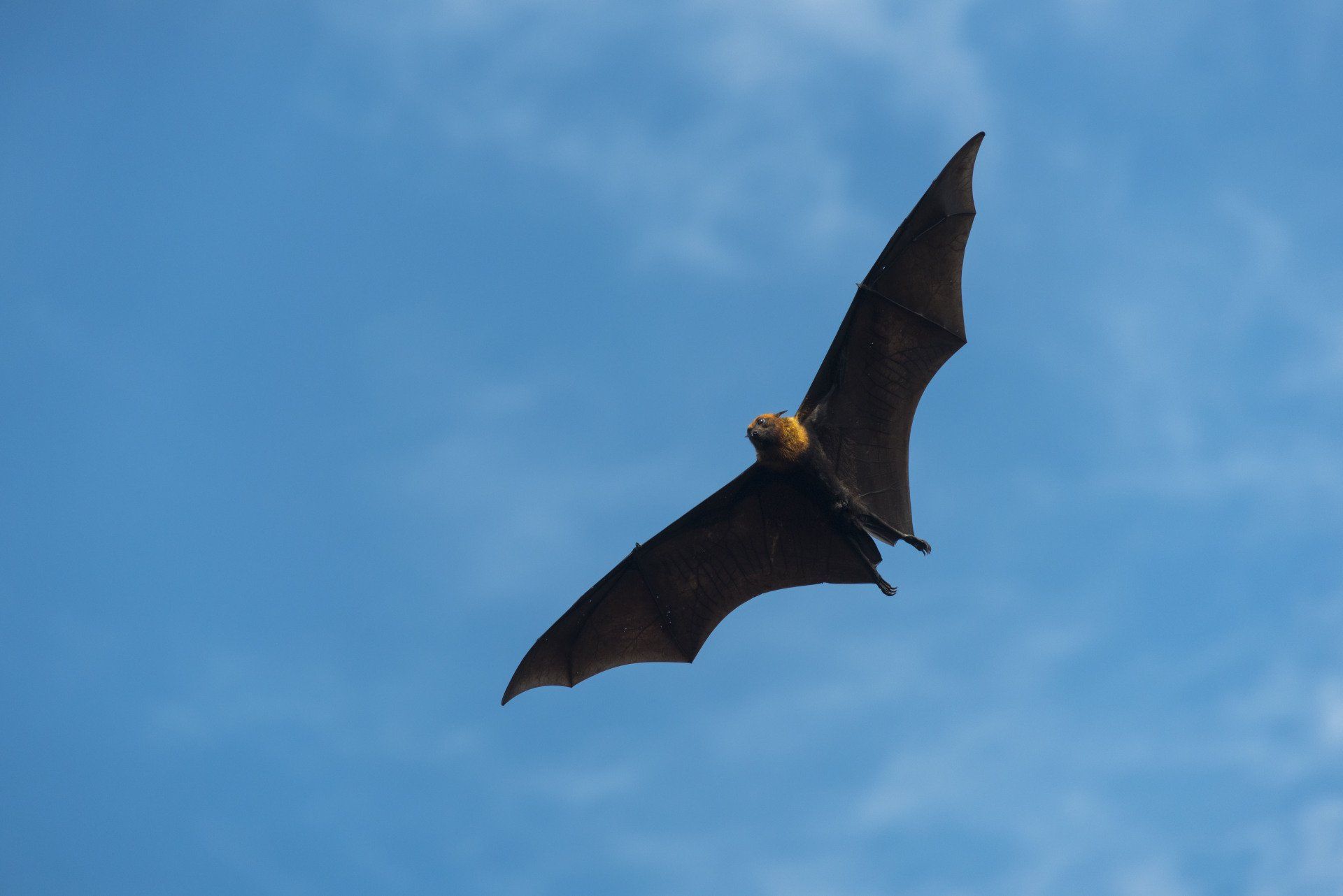 Bat with brown wings flying against a bright blue sky.