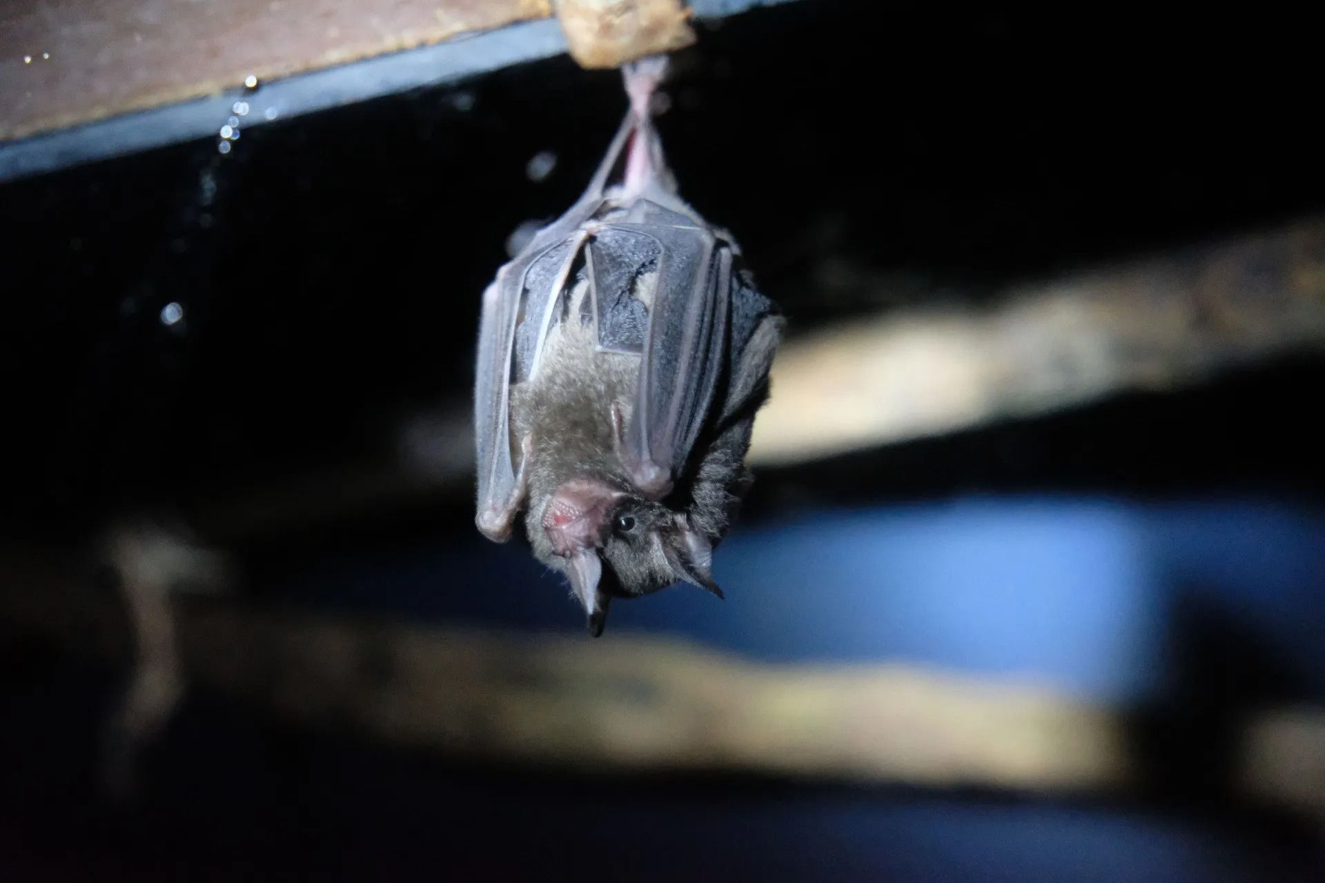 aksarben-bat-and-critter-removal