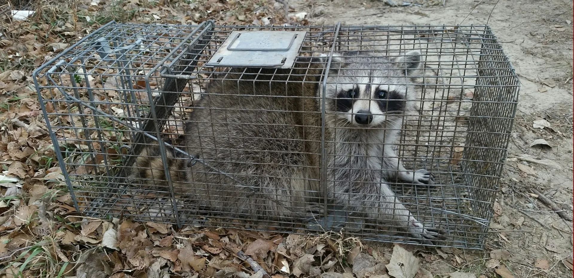 aksarben-bat-and-critter-removal