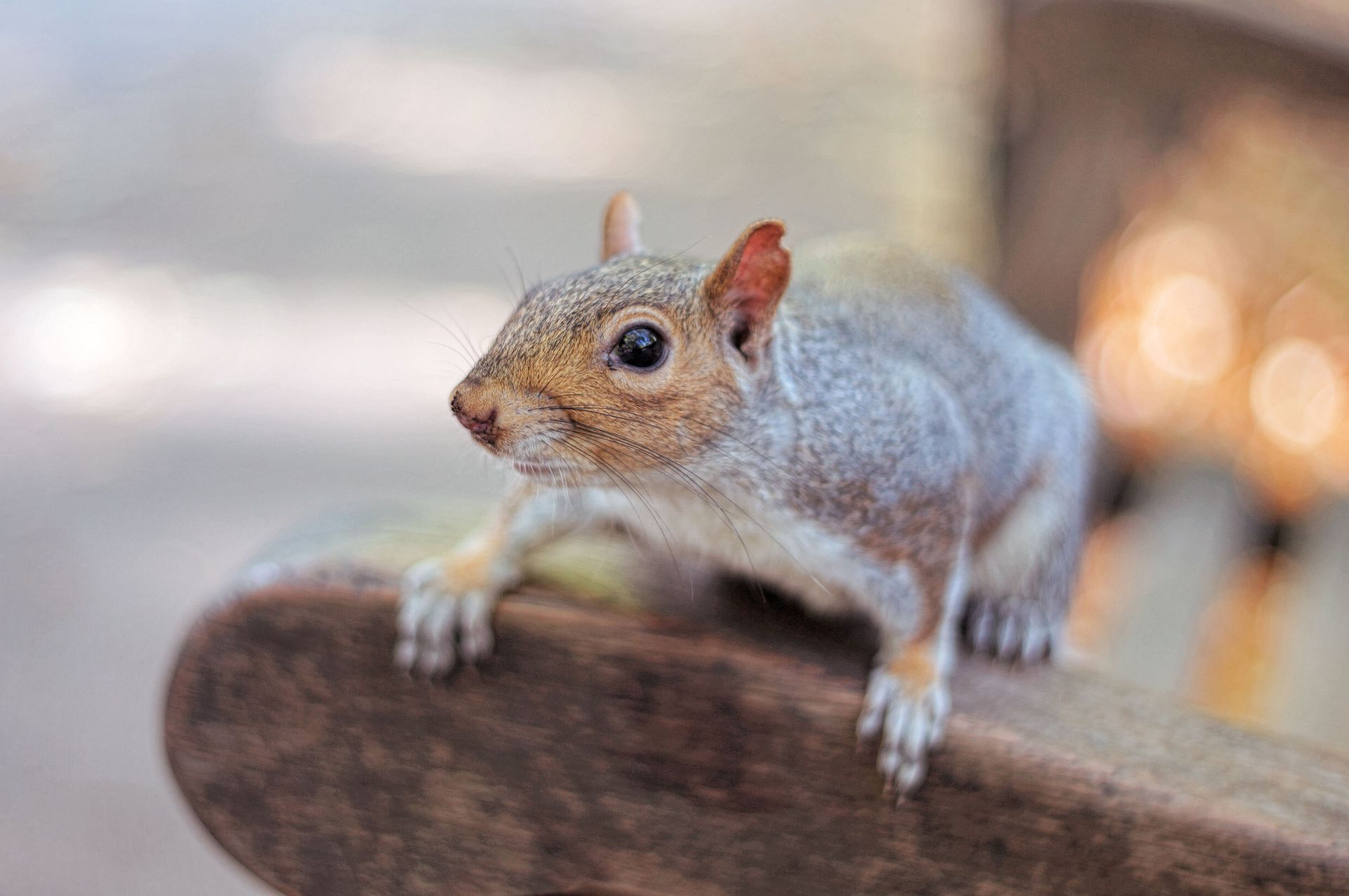 aksarben-bat-and-critter-removal