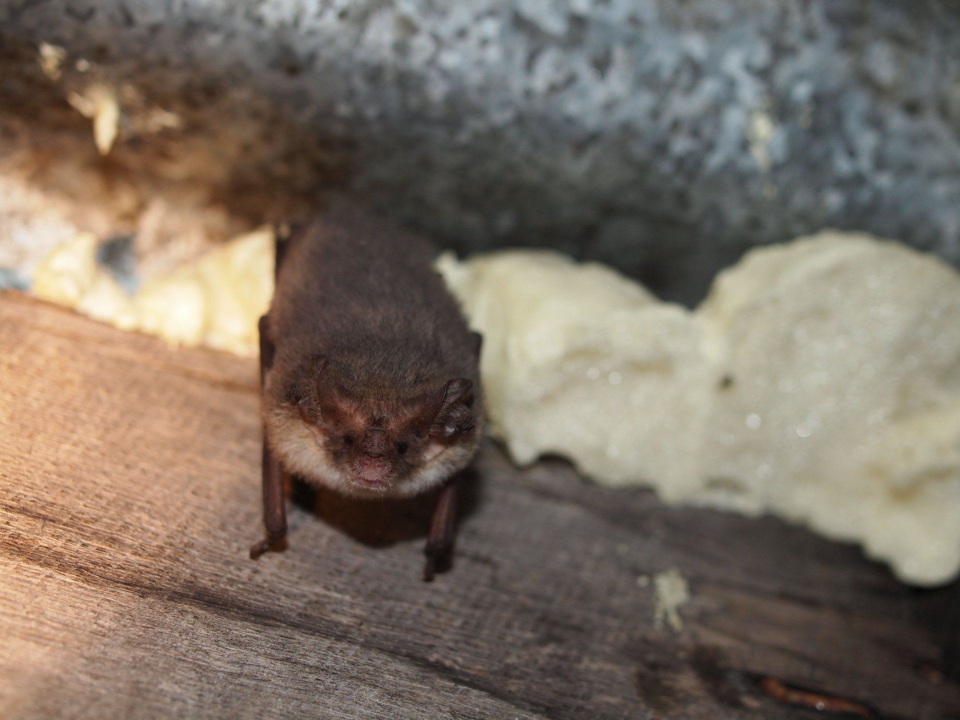 Brown bat on wood, looking forward with a neutral expression. White material on the right.
