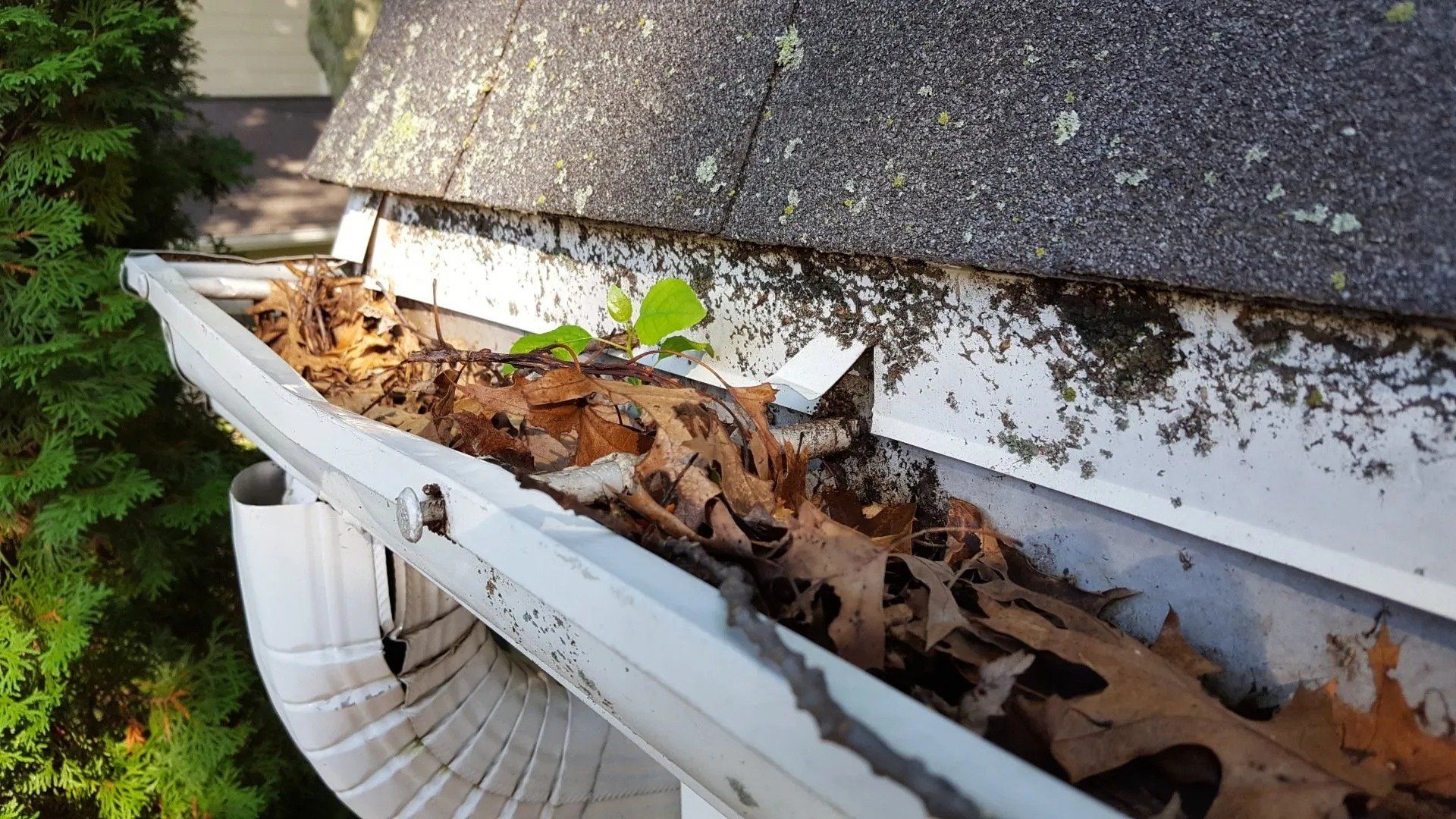 White gutter and 3x4 downspout
