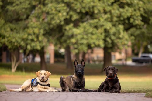 Three dogs lie on a path in a park, with trees and grass in the background.