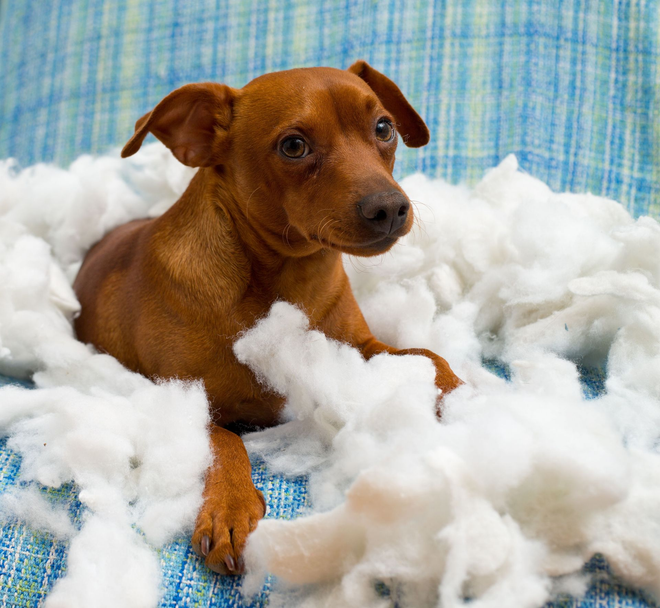 Brown dog surrounded by white stuffing, looking to the side with a calm expression.