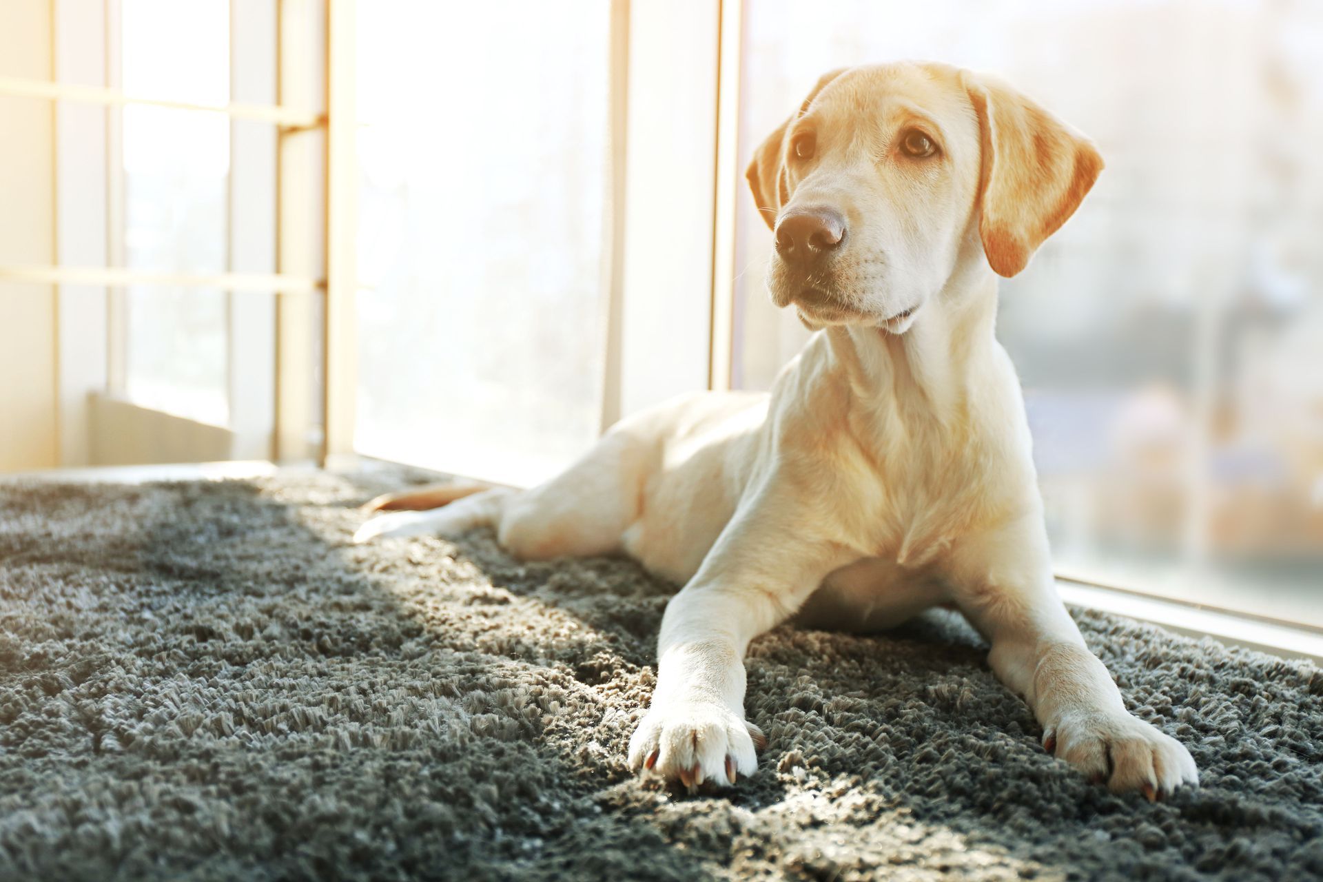 Golden Labrador puppy resting on a gray rug near a sunlit window.