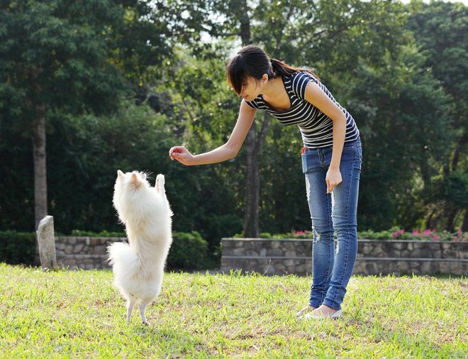 Woman in jeans trains a white dog to stand on its hind legs in a grassy park.