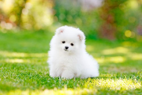 White fluffy Pomeranian puppy sitting in green grass.
