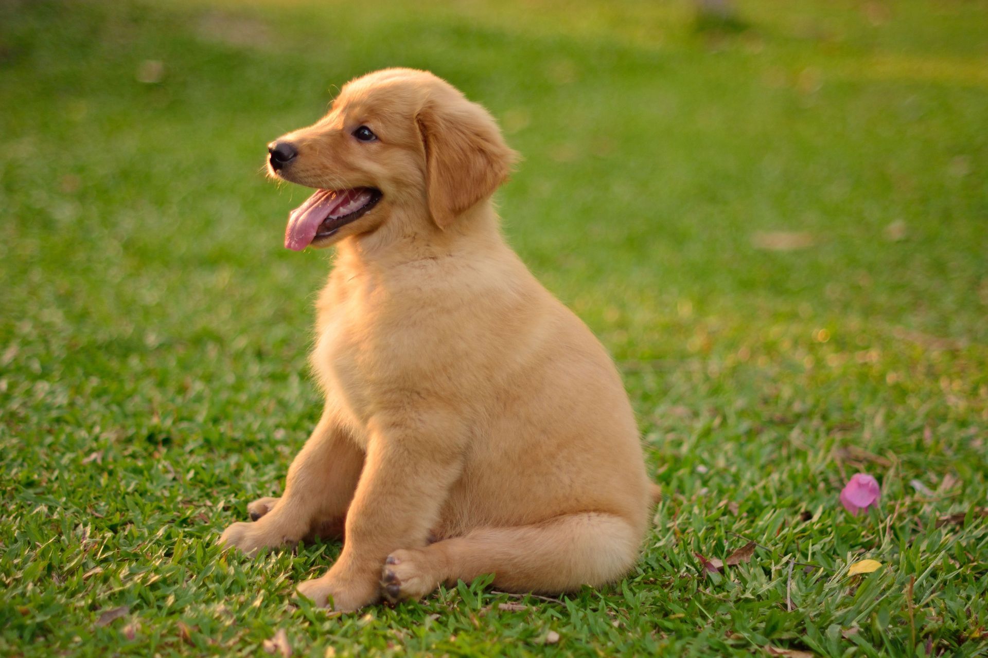 Golden retriever puppy sits on green grass with tongue out.