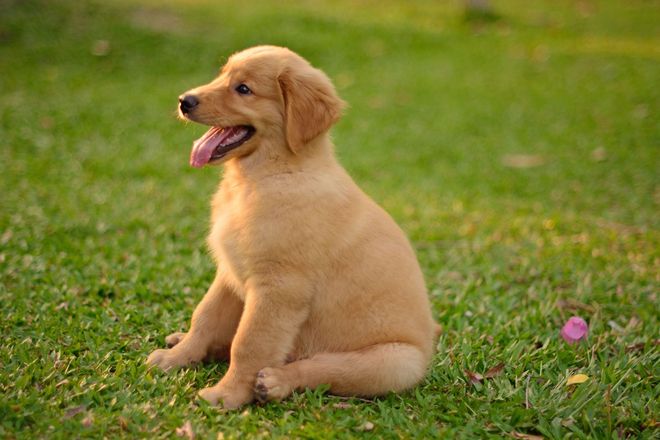 Golden retriever puppy sits on green grass with tongue out.
