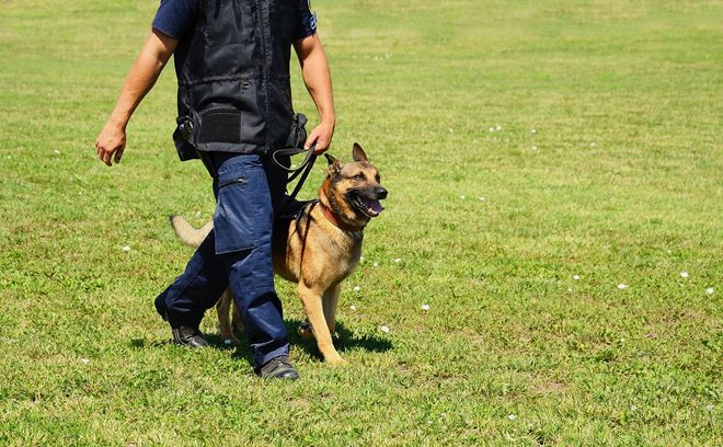 A person in uniform walks a German Shepherd dog on a grassy field.