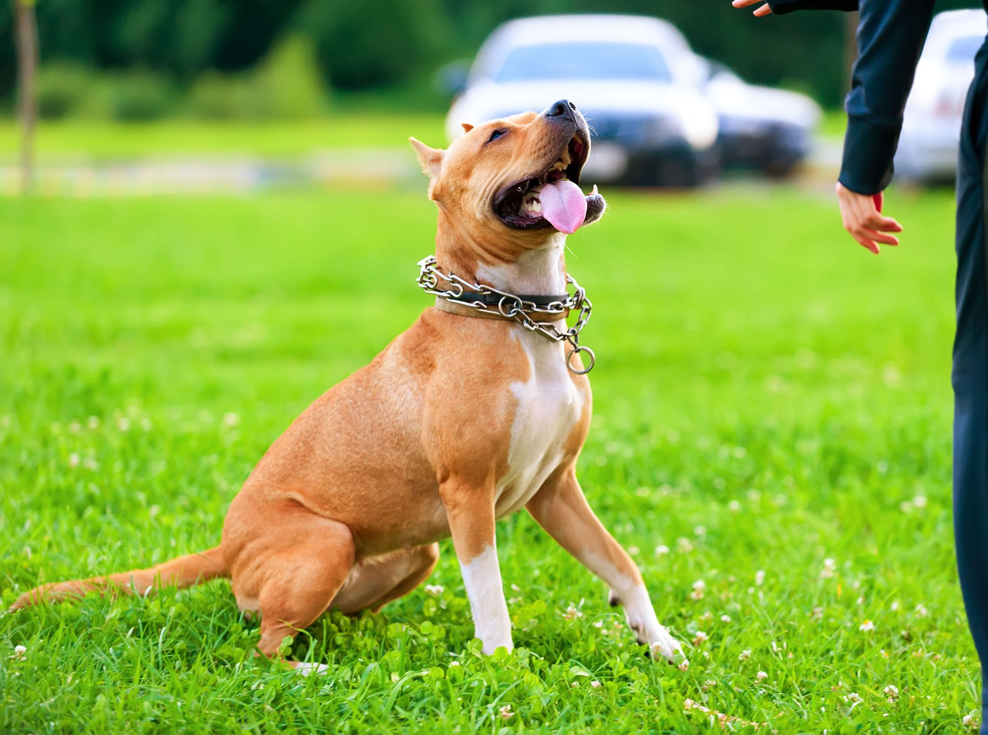 Tan dog sits in grass, looking up, with tongue out; person's arm and hand at right.