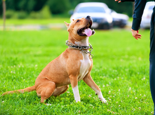 Tan dog sits in grass, looking up, with tongue out; person's arm and hand at right.