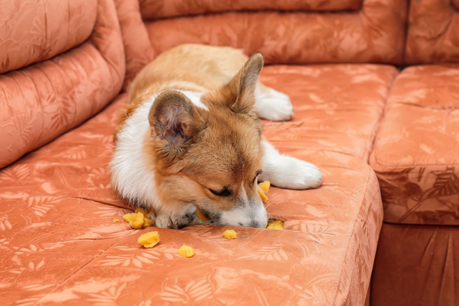 Corgi on a burnt orange couch eating yellow crumbs.