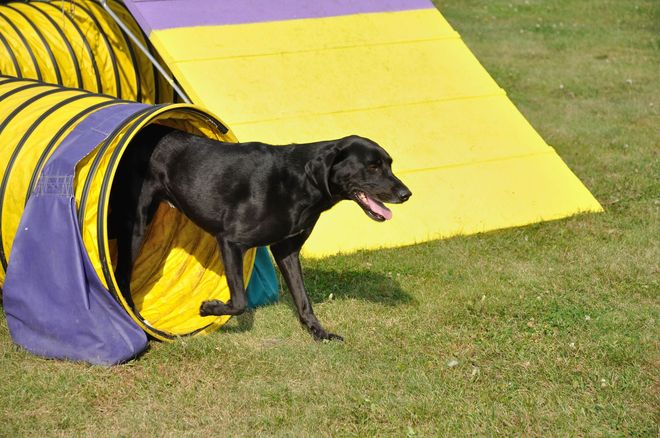 Black dog exiting a yellow and purple agility tunnel on a green lawn.
