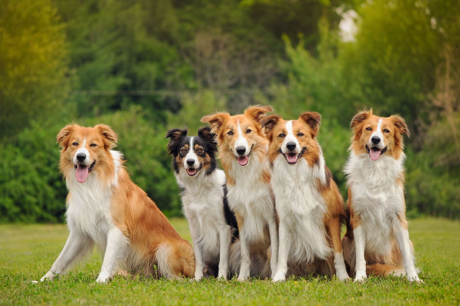 Five Border Collies sit together on green grass; four are orange and white, one black and white, all with happy expressions.