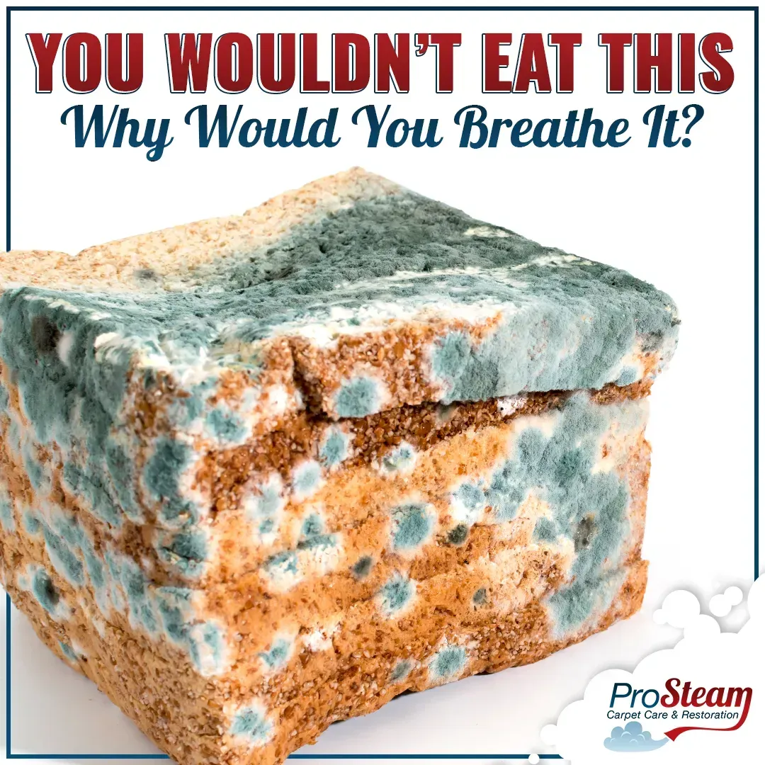A piece of bread covered in mould with the words you would n't eat this why would you breathe it