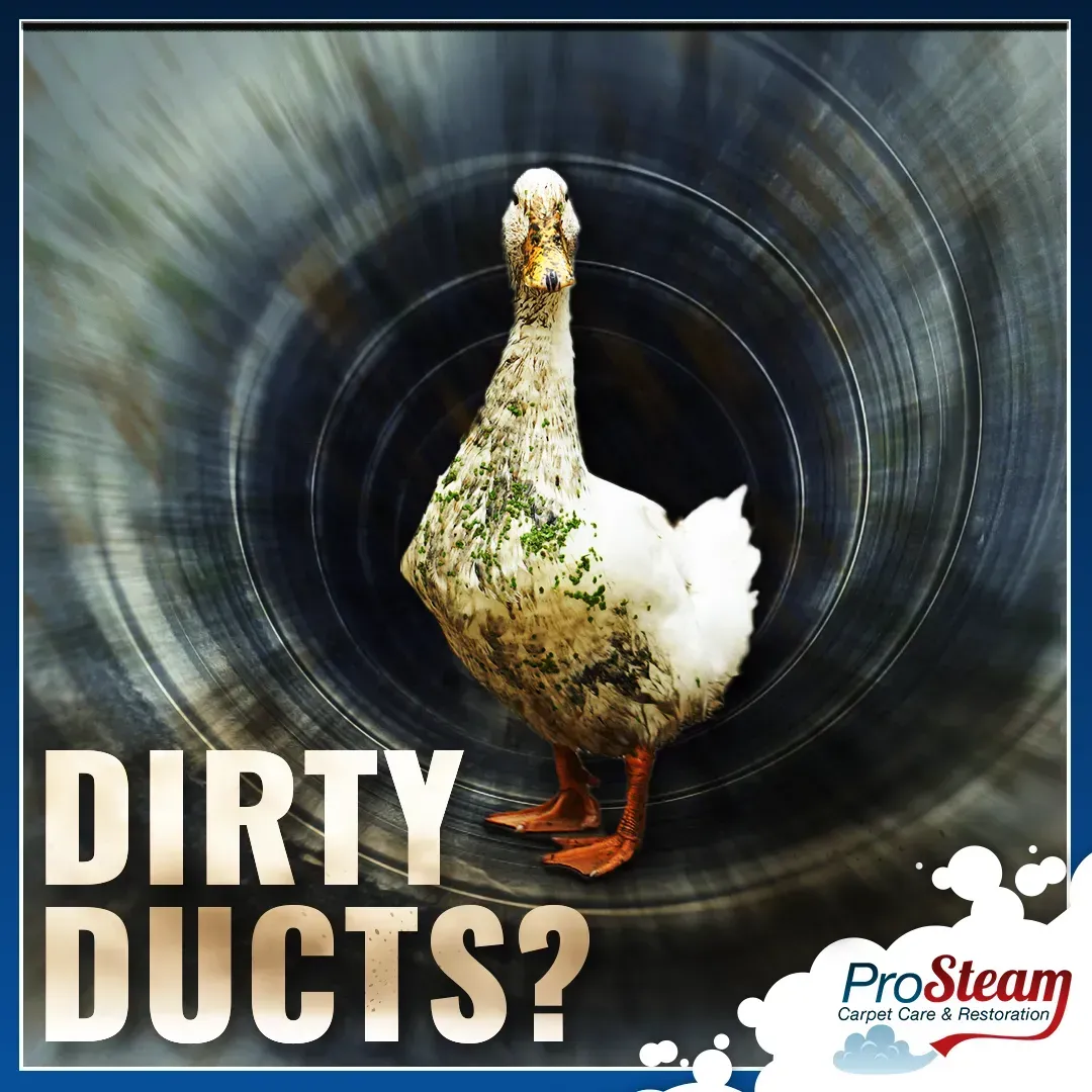A picture of a dirty duck with the words dirty ducts below it