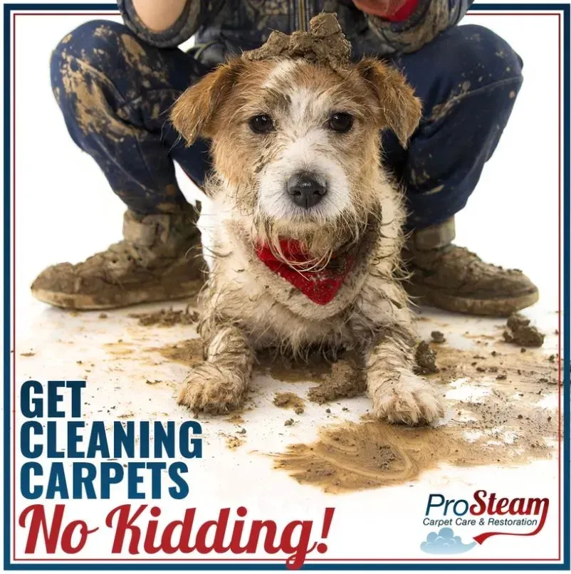 A poster that says get cleaning carpets no kidding