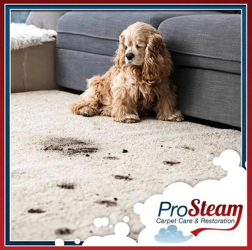A cocker spaniel is sitting on a dirty carpet next to a couch