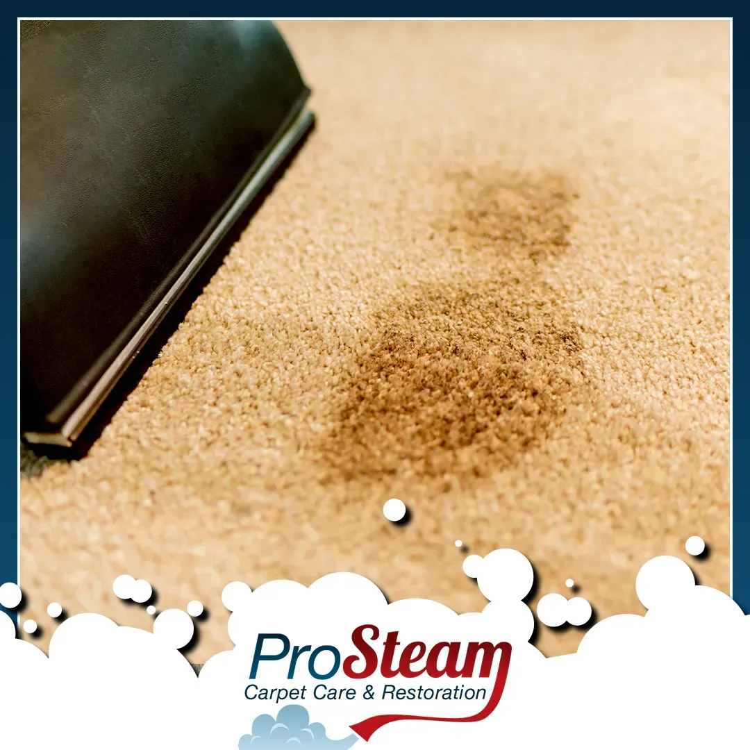 A picture of a carpet being cleaned by pro steam