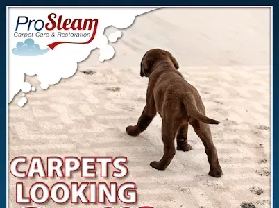 A puppy is standing in the sand with the words carpets looking above it