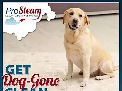 A dog is sitting on a carpet next to a sign that says get dog gone clean.